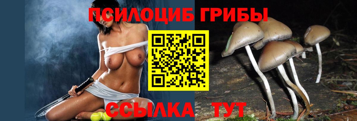 Псилоцибиновые грибы Psilocybe  Вход с VPN  Ликино-Дулёво 